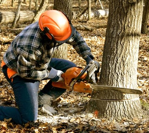 Tree Removal in Mumford, TX